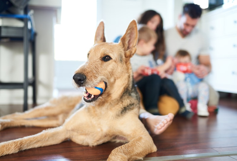 Dog With A Ball In Its Mouth With Family in Background
